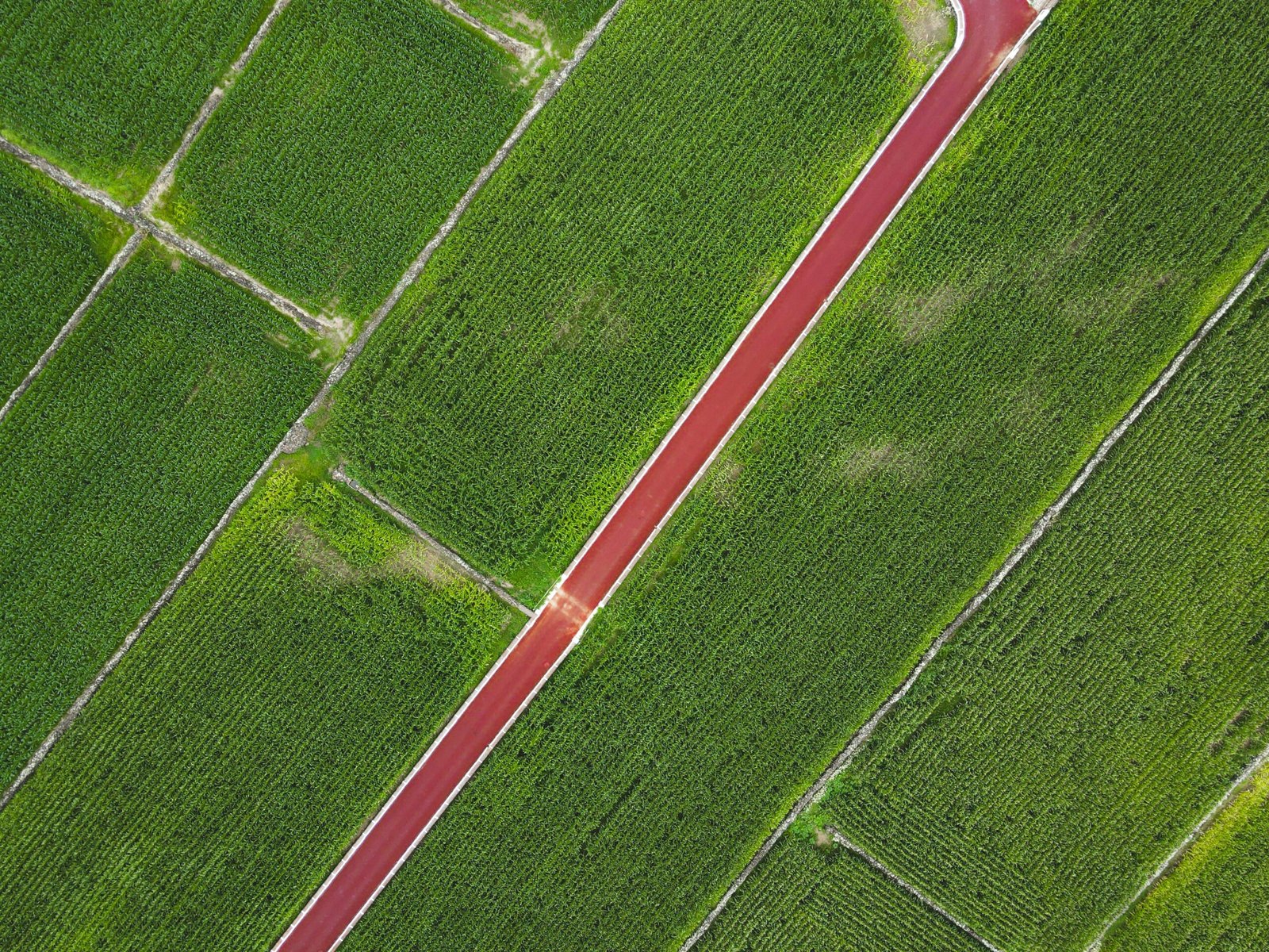 A captivating aerial shot showcasing a red road cutting through lush green fields, offering a striking contrast.